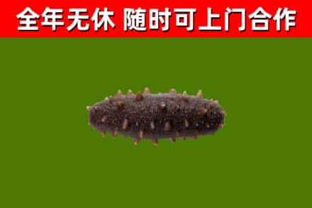 南县烟酒回收干海参.jpg